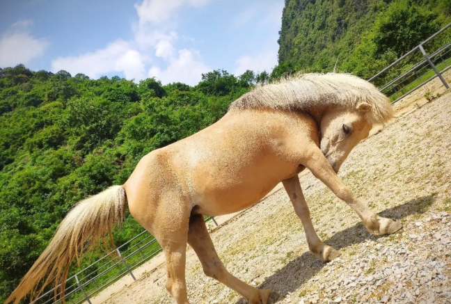 广西德保矮马王国萌马征名 10匹超可爱的小矮马 跟随它们一生的名字由