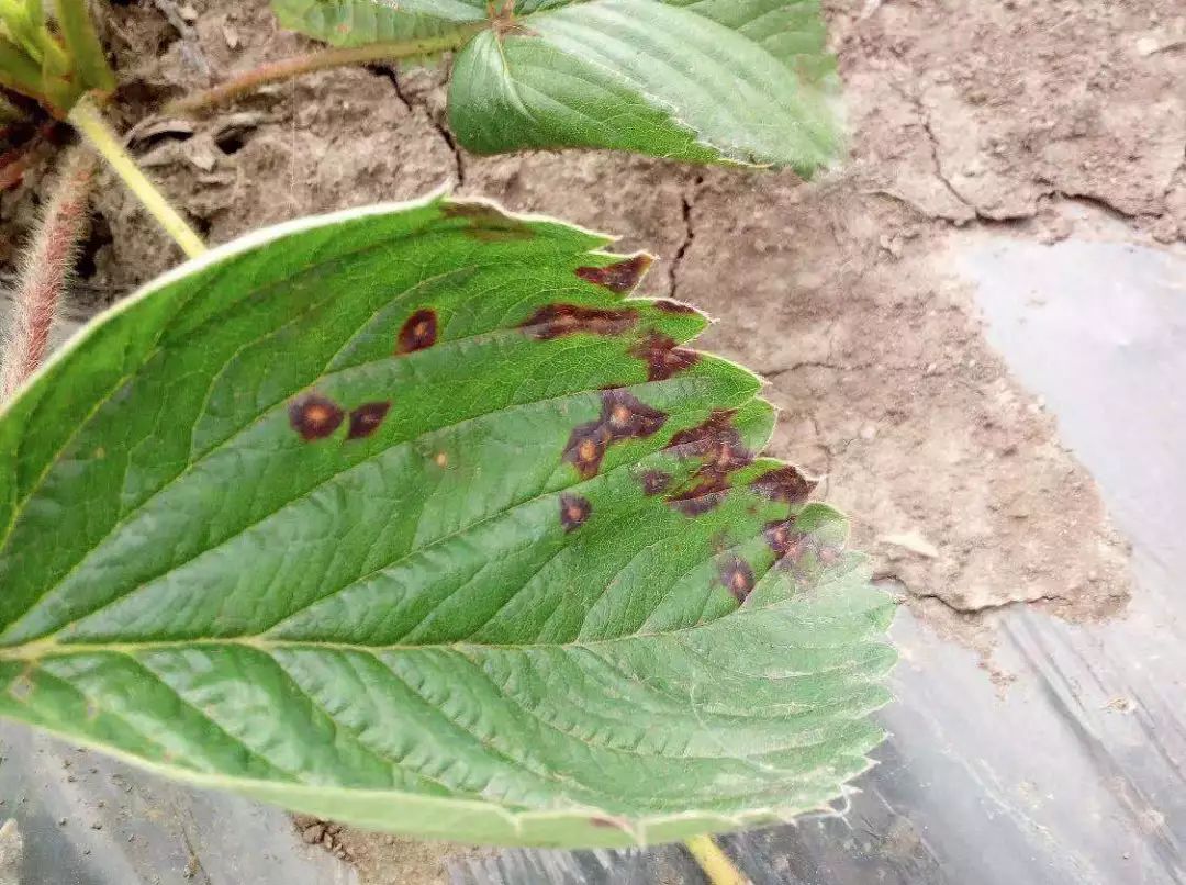 草莓叶部易混淆病害图解|病斑|灰霉病|炭疽病_新浪新闻