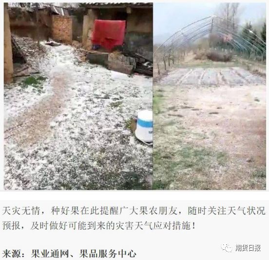 一场冰雹过后小苹果“火”了 去年的一幕会重演吗?
