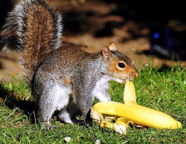 松鼠居然是一个杂食动物.