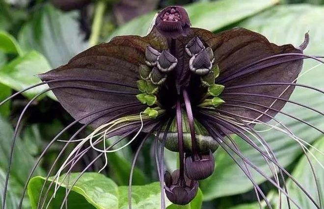 鬼面猴,其实是兰花的一种▼"魅惑皇后",它是凤梨科植物,皇后普亚凤梨