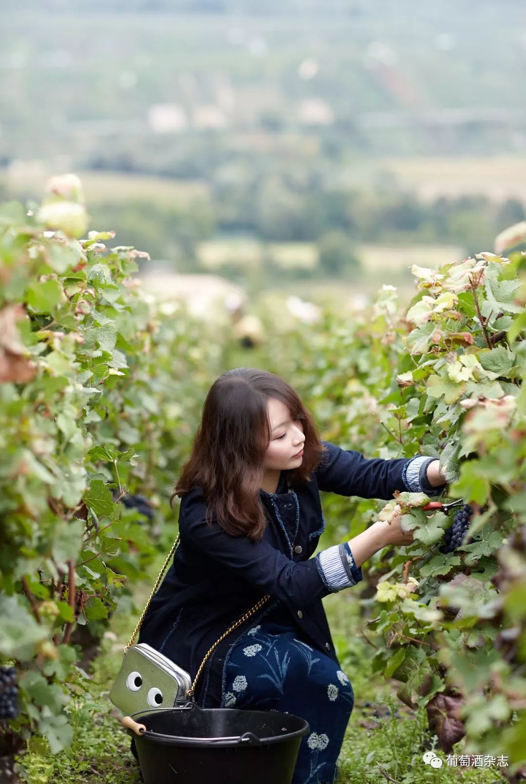 人物| 孟蕾:我的香槟人生