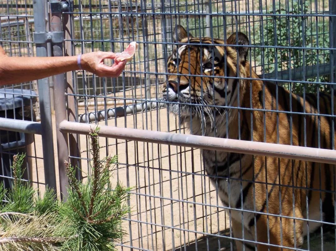 养老虎当宠物是种什么感受?