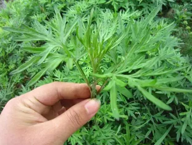 你还不知道吧!它是女性的养生草,帮女人暖宫调经!