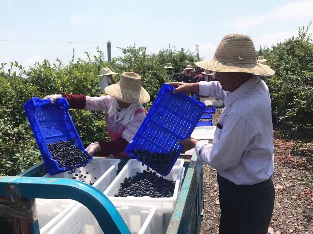 安徽省蓝莓之乡,竟是安庆这个小镇