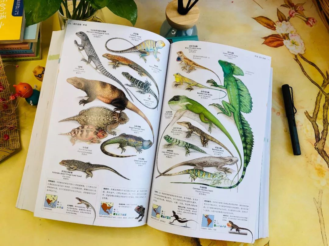 比双11还便宜:这套简明动物百科,2700幅动物插画,竟不足百元!