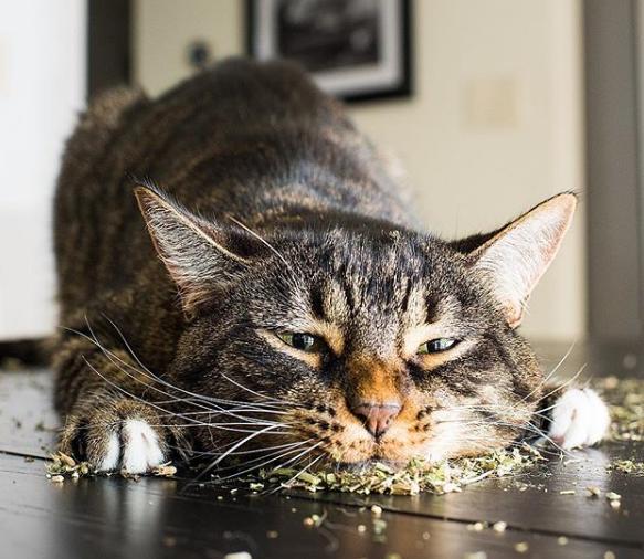 吸了猫薄荷的猫咪居然嗨得这么萌宠物摄影师andrewmarttila作品合集