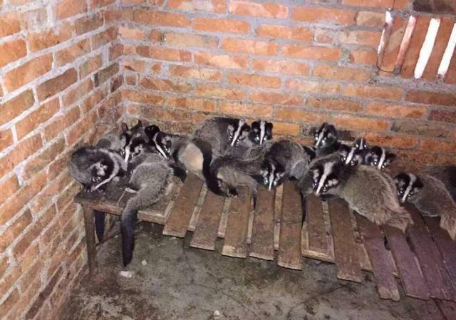 16年前被列入黑名单,如今卖到近千元一只,但没多少养殖户敢投资