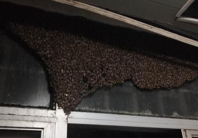 男主人拍死蜜蜂 不料第二天上万只攻进家里