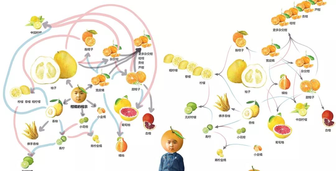 橘子家族杂交图图片