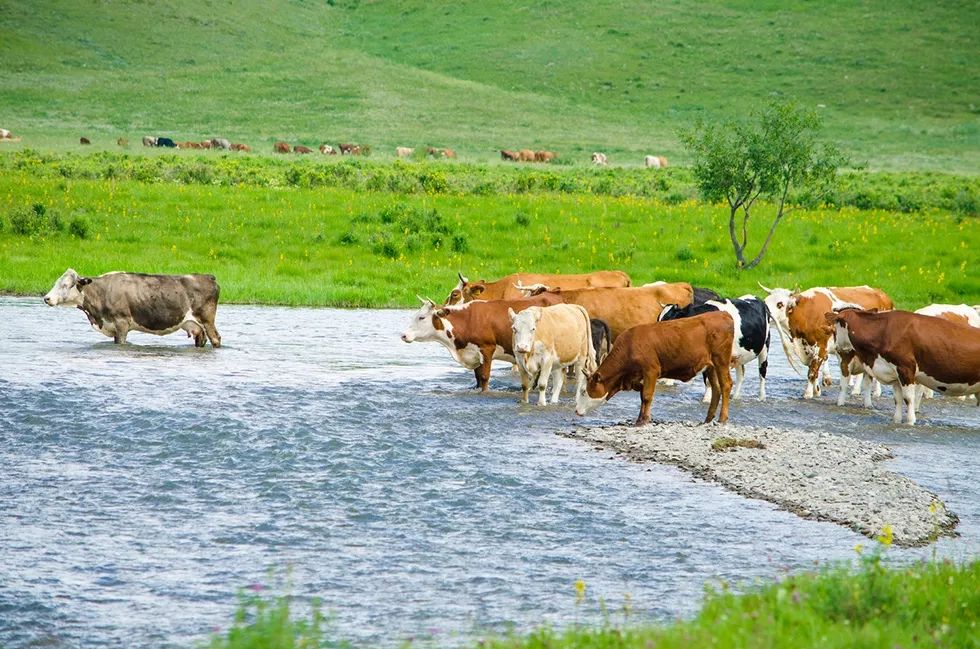这些黄牛采用自然放牧的养殖方式,并且全部需要养足1年.