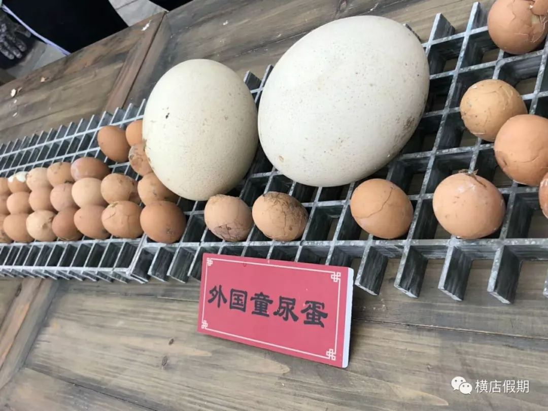 外国的尿蛋是啥味道? 有啥功效?