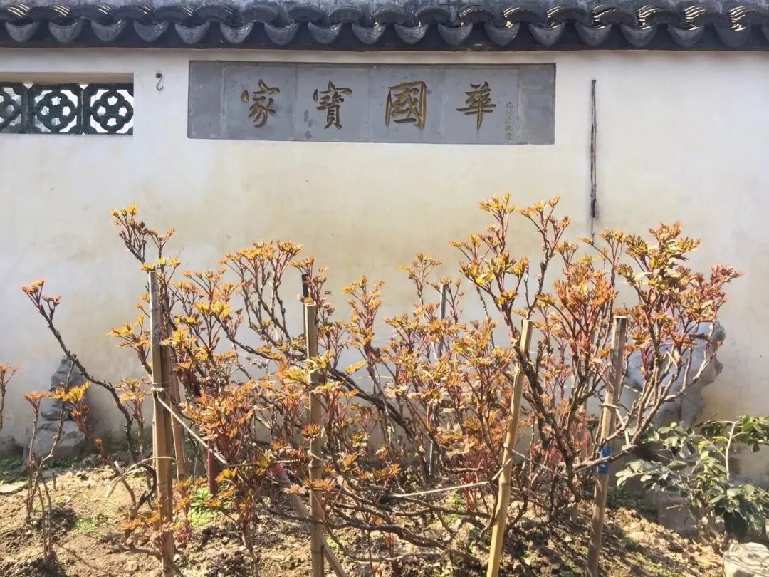 被bbc拍摄过的小娄巷秦家老宅百年牡丹开花啦,花朵数创新纪录!