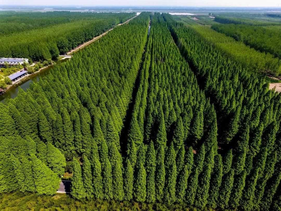 盐城"一片林"再度"霸屏"!《新闻联播》《江苏新时空》携手点赞!
