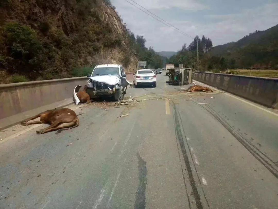 楚雄元双公路发生车祸:3头黄牛被当场撞死(图)