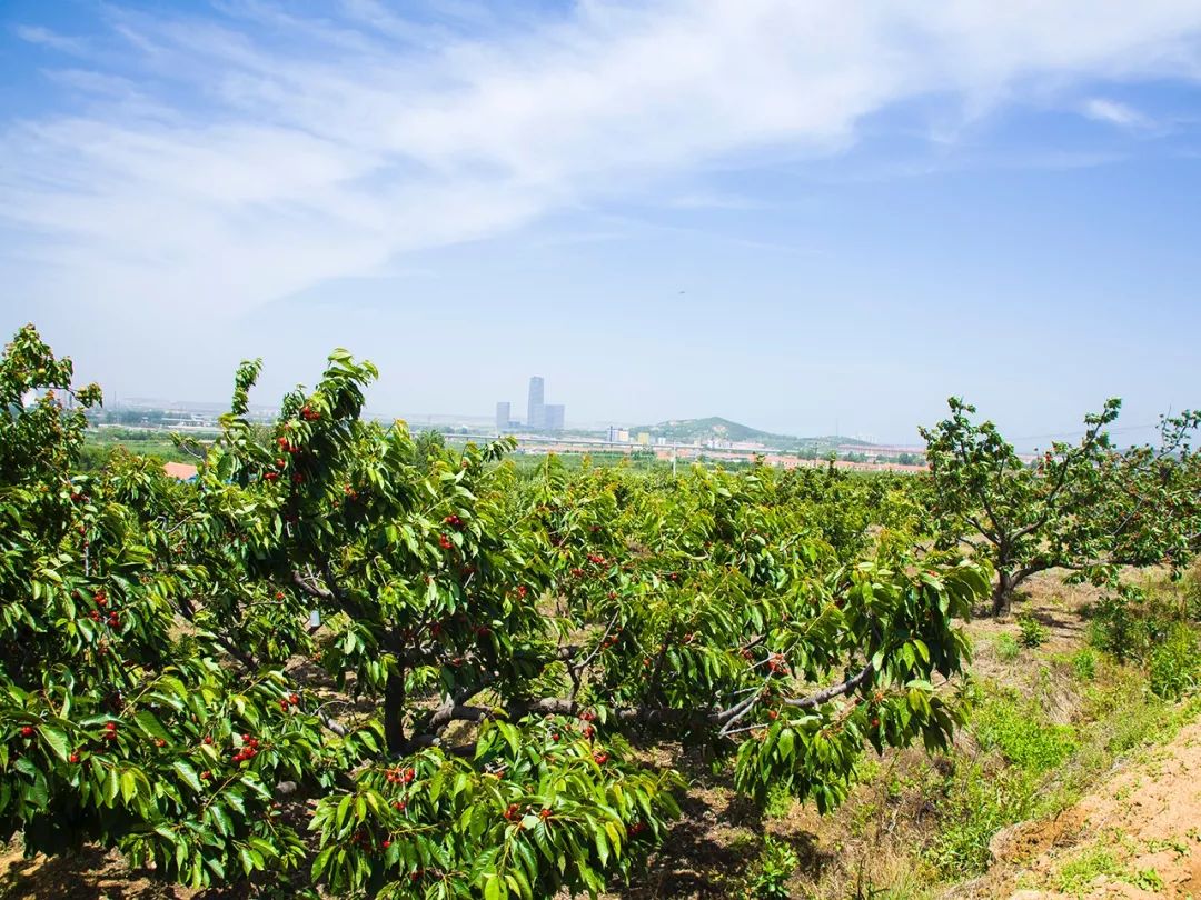 个大肉厚,清甜多汁的烟台大樱桃来了!| 檀生活