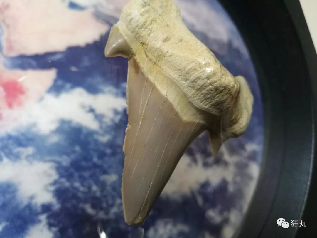 侏罗纪世界的海鲜市场上新品了你值得拥有