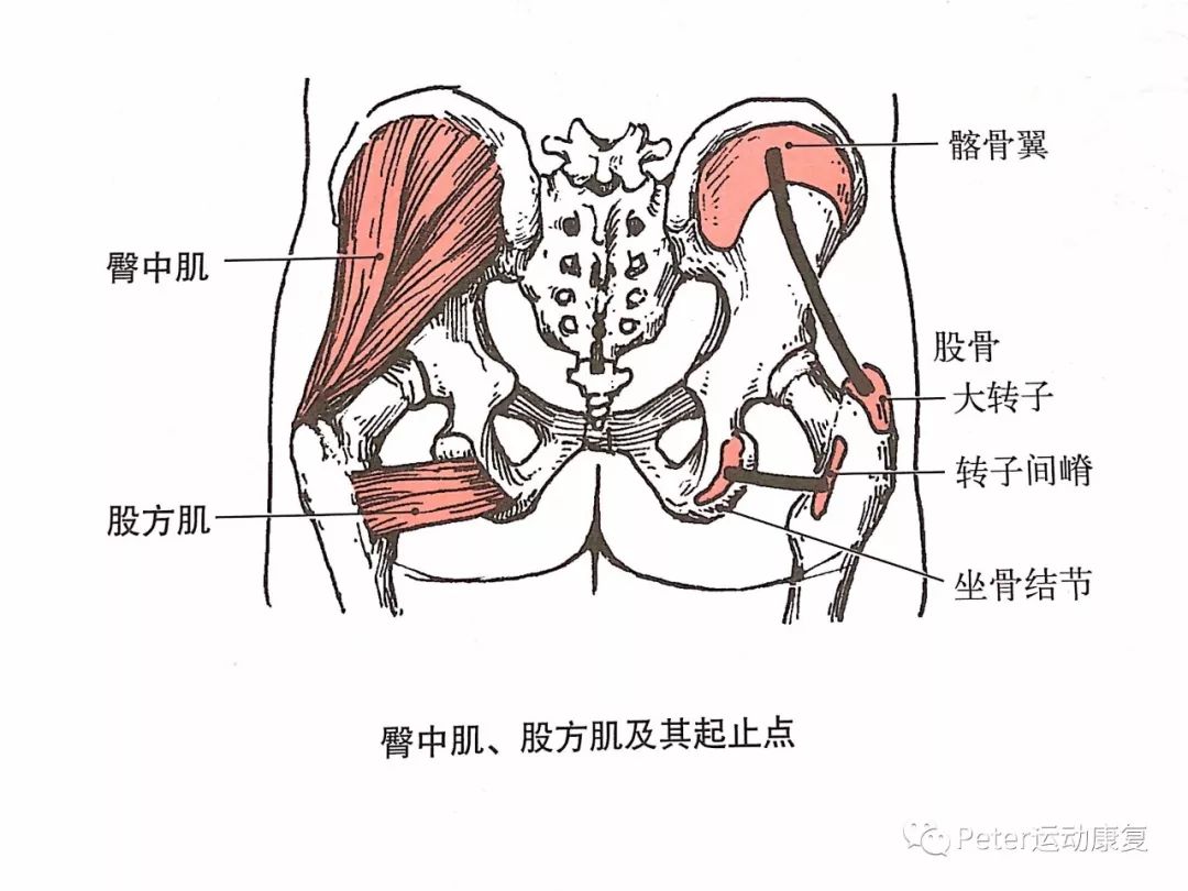 远固定:两肌一侧收缩使骨盆向同侧倾.