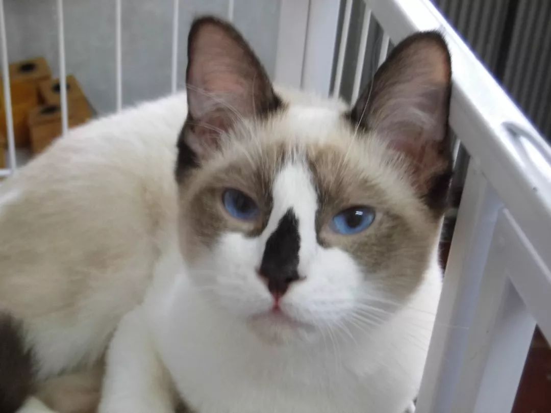 你见过长得像浣熊的布偶猫吗?|猫圈话题