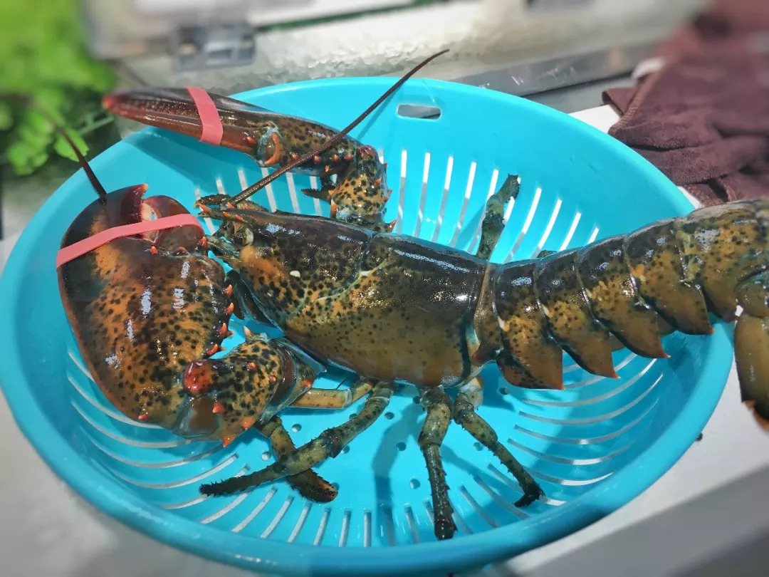 澳龙,帝王蟹现蒸现做,超方便的一站式"餐厅"!