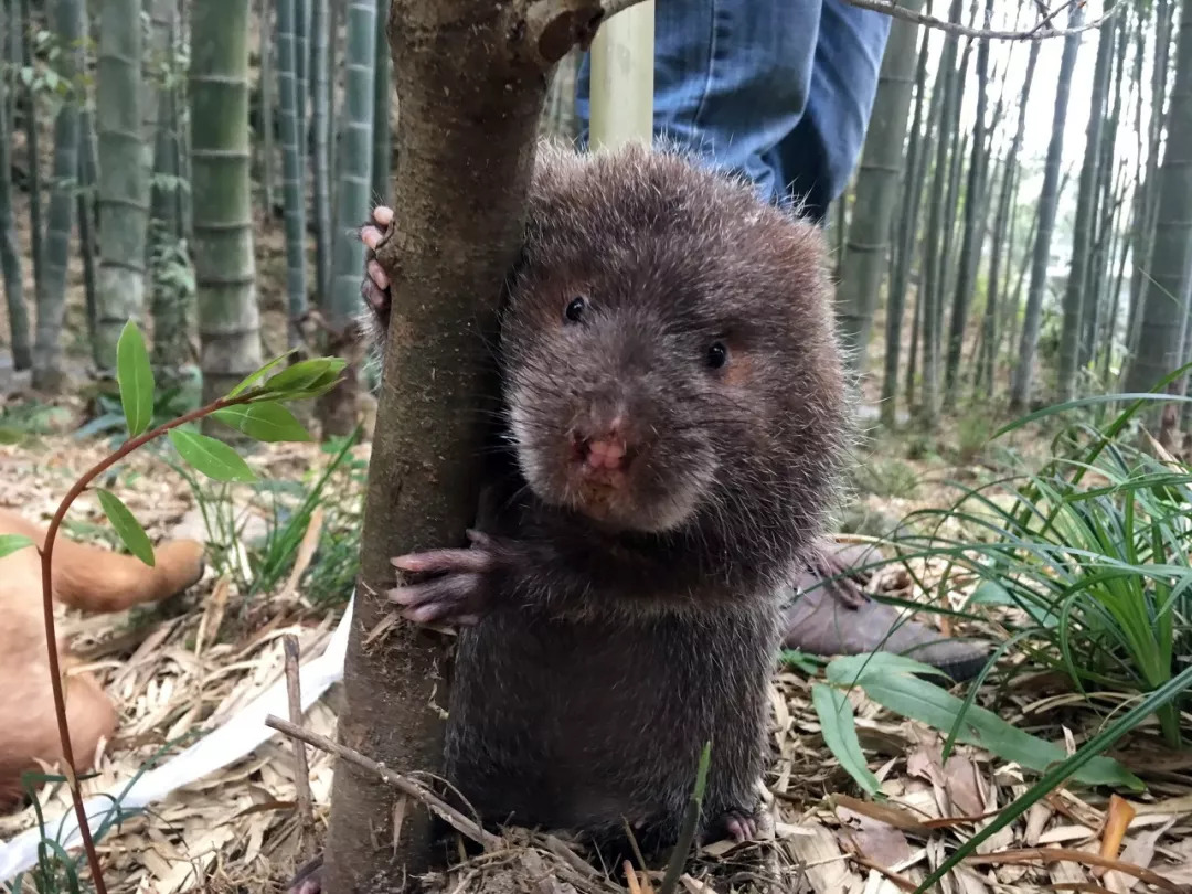 恕我直言,竹鼠就是用来吃的