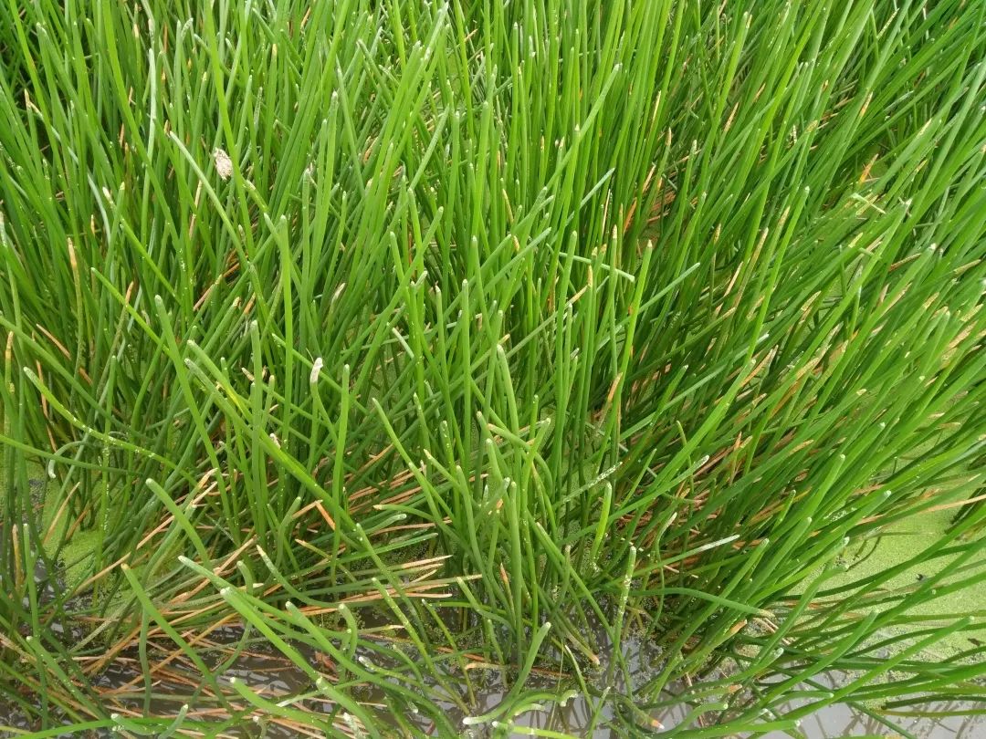 据说肉饼有了它,才能成为一块真正的肉饼|王岗|马蹄|肉饼_新浪新闻