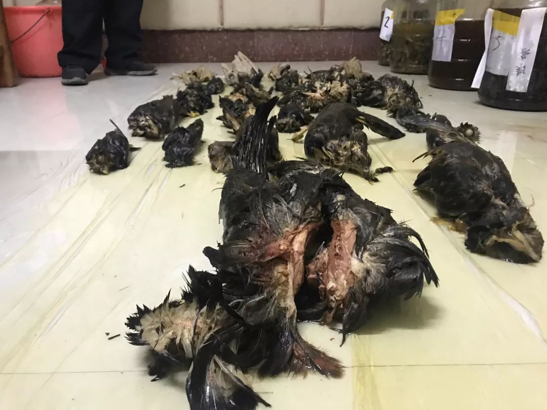 涉案上千万!50多吨野生动物被非法贩卖宰杀,售往南宁北海等地饭店