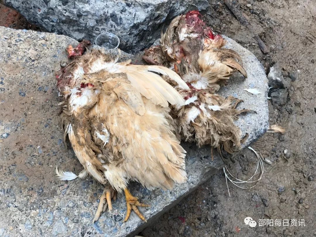 惨!邵阳一老太太鸡被车碾死,追车索赔遭碾压身亡.