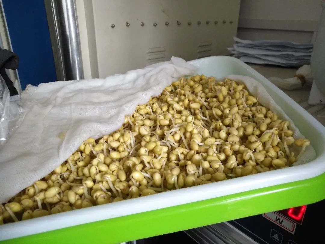 雏鹰小队活动再升级!