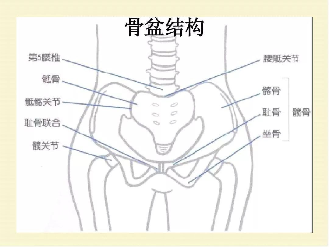 骨盆前倾竟有这么大杀伤力滋养脊柱矫正骨盆消灭你的小肚子