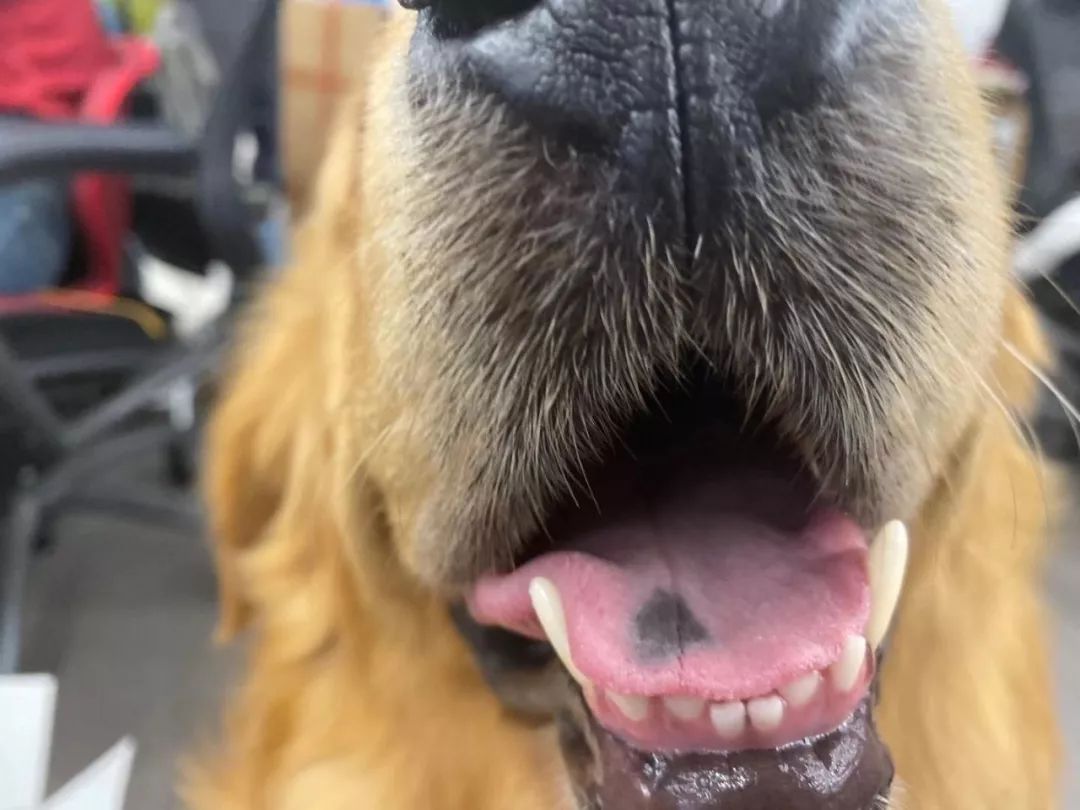 狗的舌头怎么可以这么长!