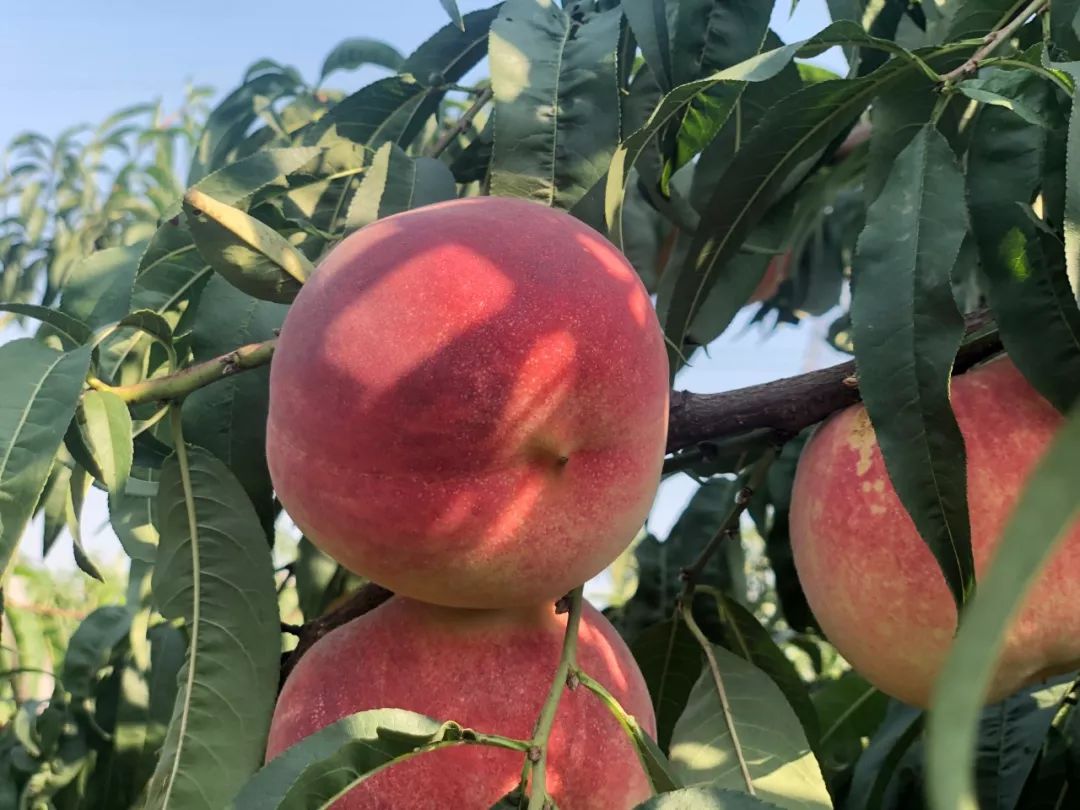90%的人都难以吃到的金秋红蜜桃 今年尝鲜期只有1个月!| 檀香大集