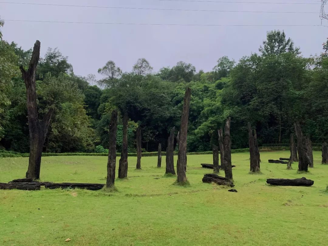 或是摆弄旁边的花花草草         来到秘密基地——巨木阵   这里是