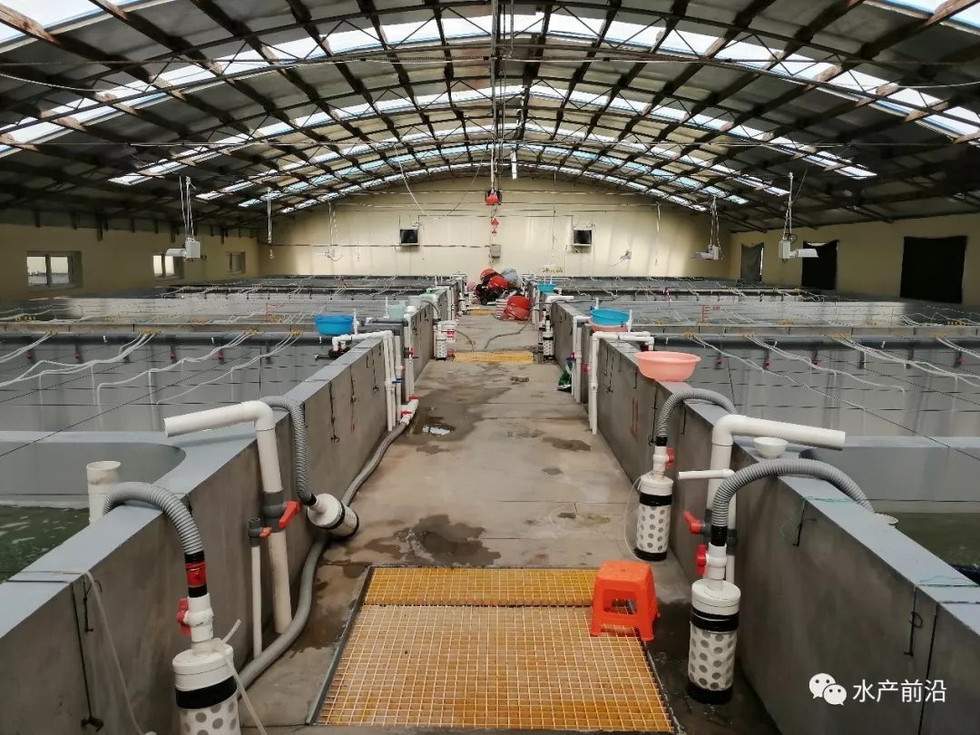 北方虾苗市场调研:虾农呼吁良心虾苗!