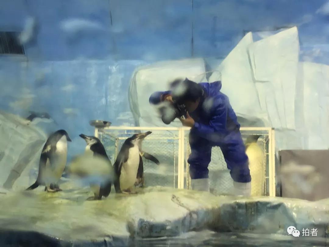  △ 2015年，天津极地海洋世界企鹅馆内，新京报记者王飞正在给企鹅拍特写。摄影/鲁青