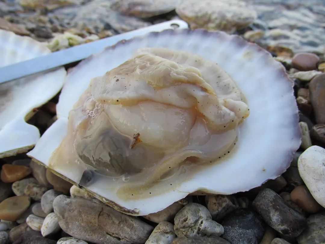 獐子岛扇贝不跑改暴毙了可能吗