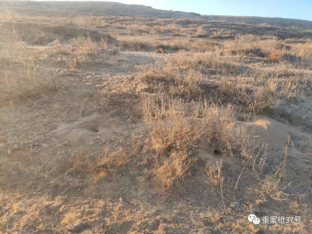 ▲王思家附近的沙地里，老鼠洞随处可见。新京报记者 康佳 摄