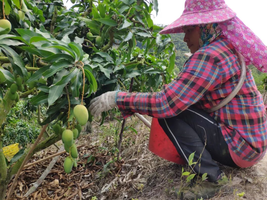 14万吨海南芒果销路受困果农愁眉难展一起帮农户渡过难关