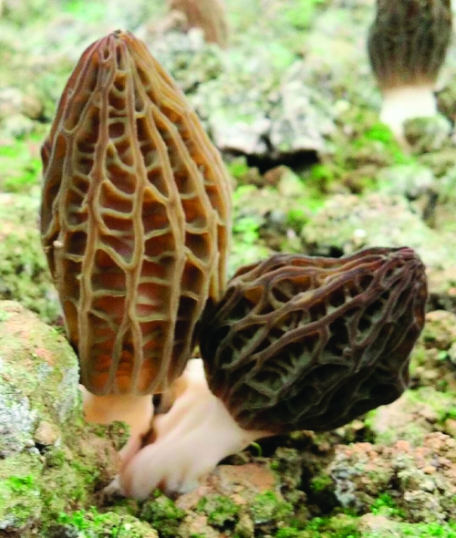 在田里在林下在湖滨在水中做文章67偏远山乡这样走出生态发展路