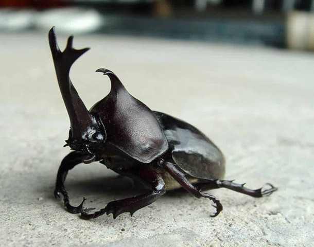 "独角仙"是学名双叉犀金龟的一种甲壳虫,其雄性头部有一