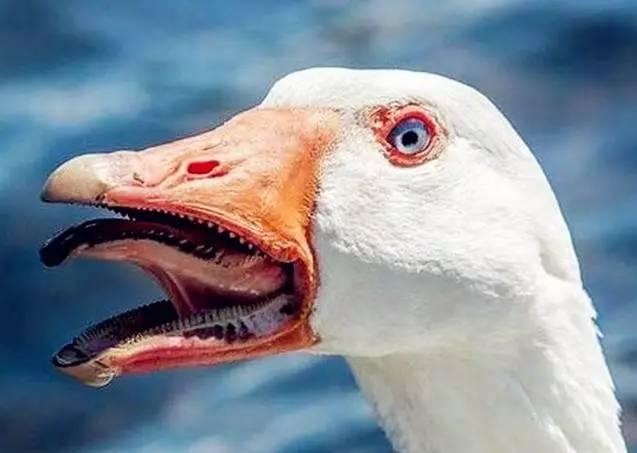 老话说"宁让狗咬 不让鹅拧" 看家狗也要怕三分的鹅 真那么厉害?