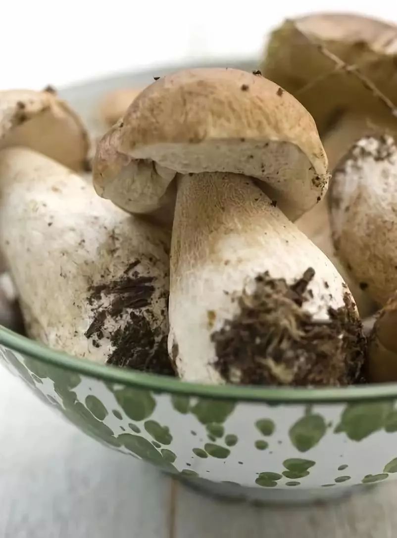 又是一年菌菇季如何挑选才能吃到最美味的野生菌菇