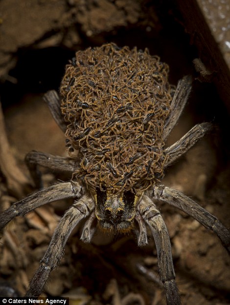巨型蜘蛛的照片图片