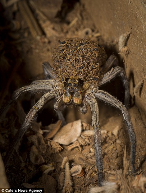 毛骨悚然还是可爱巨大的蜘蛛妈妈背上背着几百个孩子