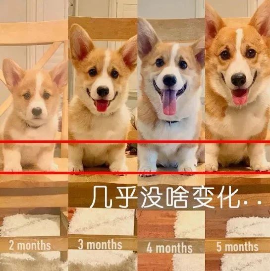 狗的生长过程图片图片