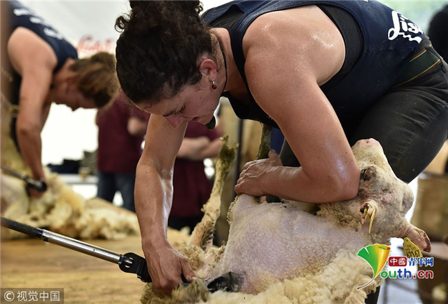法国举办"薅羊毛"大赛 24小时剃光2500多只羊