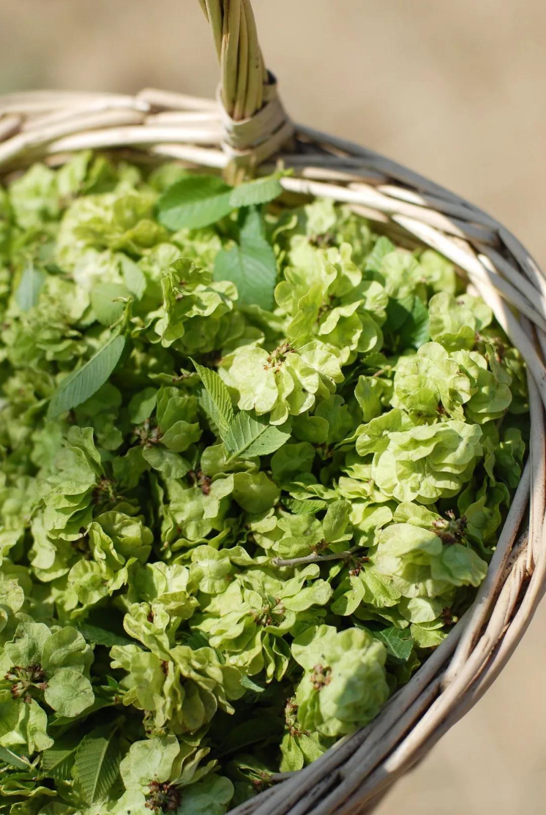 夜读丨清明:正是春光最盛时 桃花枝映李花枝|榆钱|桃花|春光