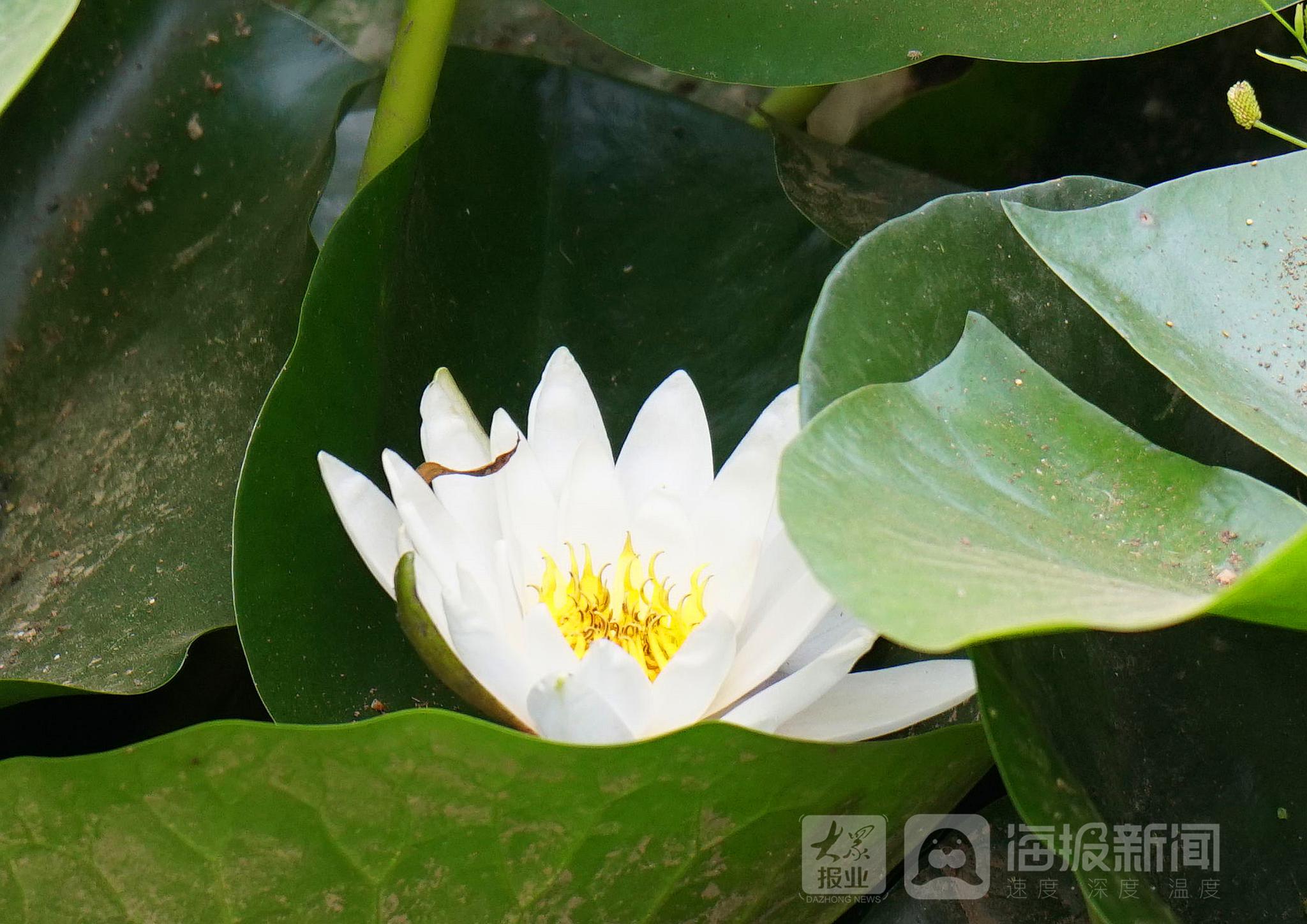 睡莲 醒了 烟台多地睡莲盛开宛若 水上花海 睡美人 新浪新闻 睡莲 醒了 烟台多地睡莲盛开宛若 水上花海 睡美人 新浪新闻