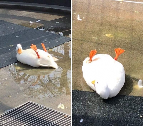 宠物鸭图片呆萌圆滚天然表情包 从此开启趣味遛嘎生活