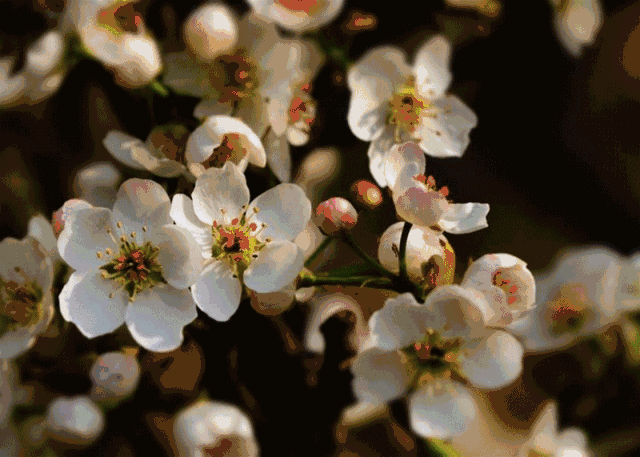 春暖花开好时节苏州赏花最全攻略来啦